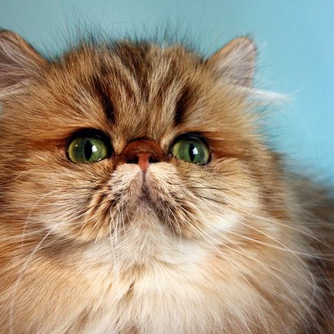 164310_132851316775976_5704249_n