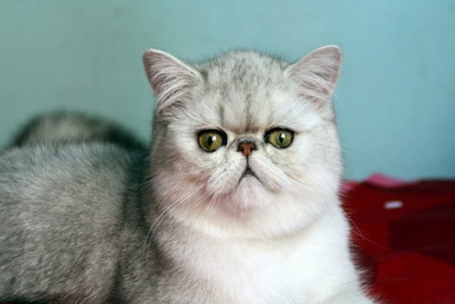 197451_155260617868379_1708577_n