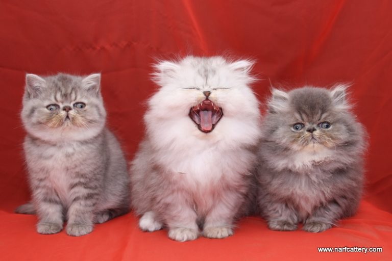 Narf Pepe, Bonny y Nano Narf Pepe, Bonny y Nano