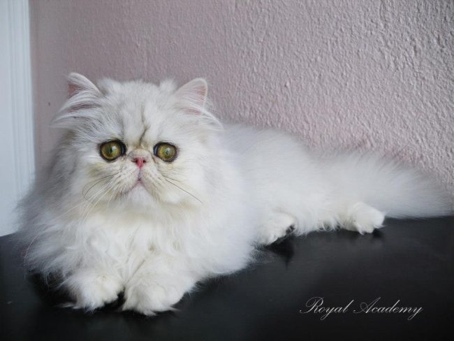 581432_346348595464994_1208670777_n