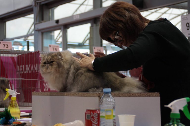 10683741_807838965943871_3709085676202173738_o