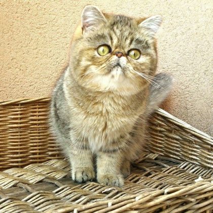 10384445_855769261150841_4354583565812204439_n