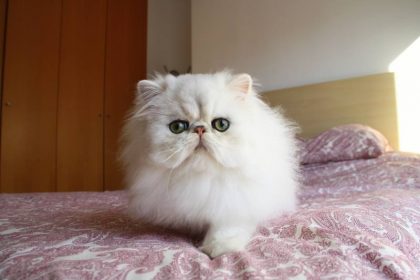 12744005_1039388642788901_4252821887463064615_n