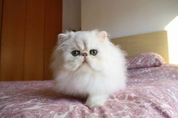 12744005_1039388642788901_4252821887463064615_n