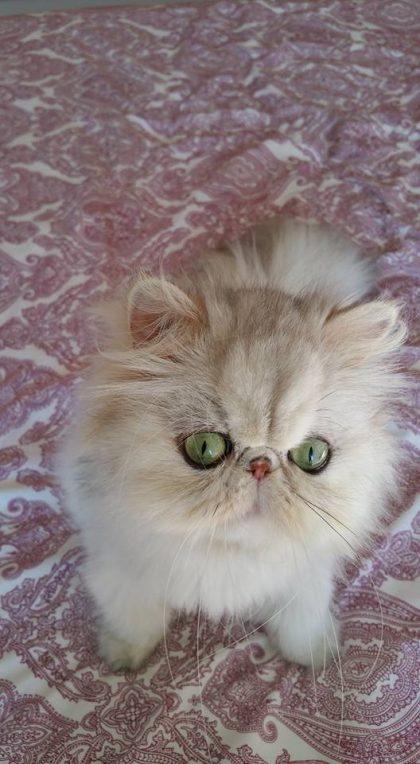 12805688_1044746545586444_862553713254994392_n