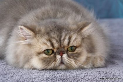 1891019_769800756414359_4147447555863278882_n