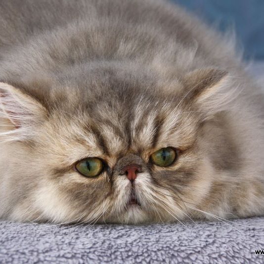 1891019_769800756414359_4147447555863278882_n