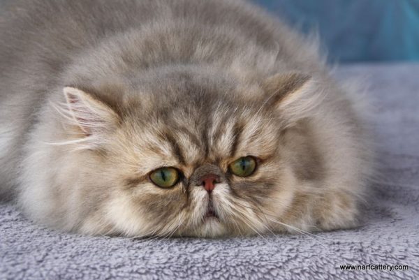 1891019_769800756414359_4147447555863278882_n