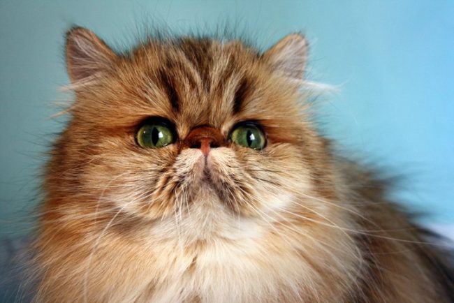 164310_132851316775976_5704249_n