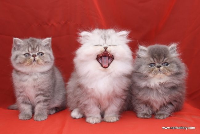 Narf Pepe, Bonny y Nano Narf Pepe, Bonny y Nano