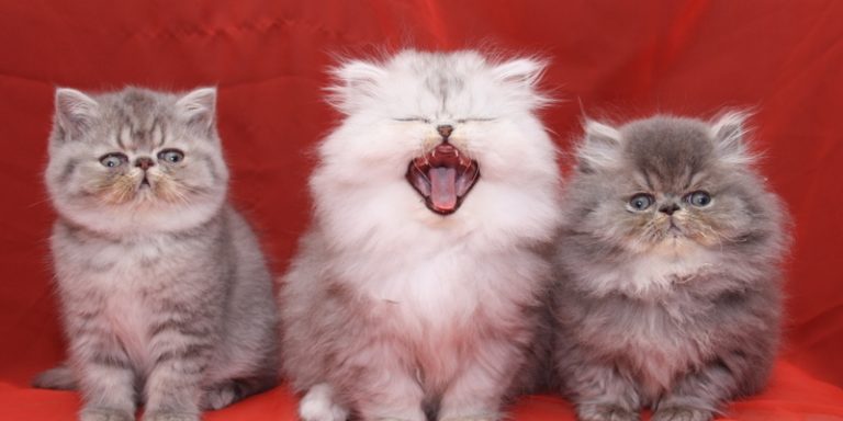 Narf Pepe, Bonny y Nano Narf Pepe, Bonny y Nano