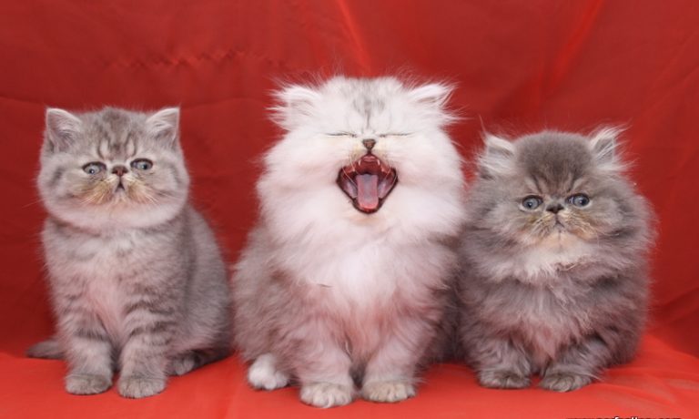 Narf Pepe, Bonny y Nano Narf Pepe, Bonny y Nano