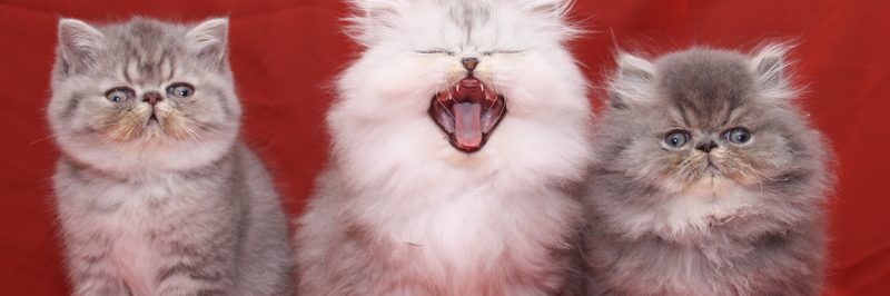 Narf Pepe, Bonny y Nano Narf Pepe, Bonny y Nano