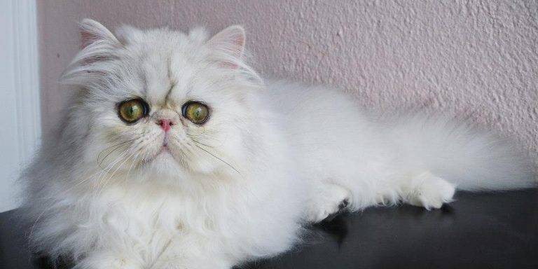 581432_346348595464994_1208670777_n