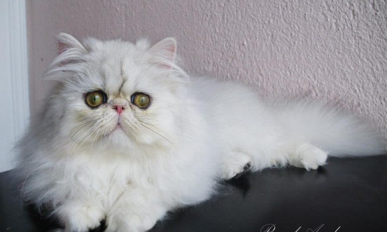 581432_346348595464994_1208670777_n