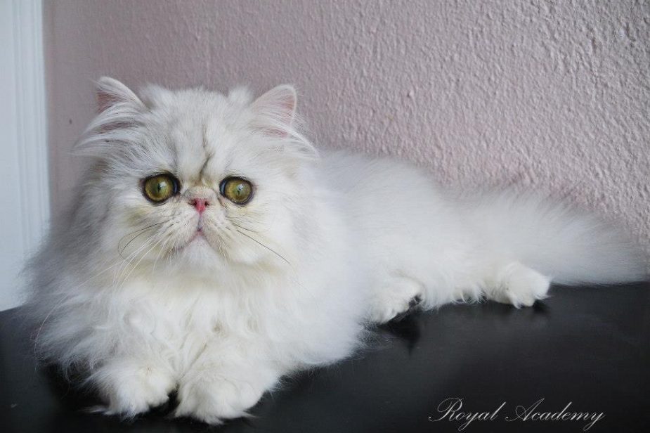 581432_346348595464994_1208670777_n