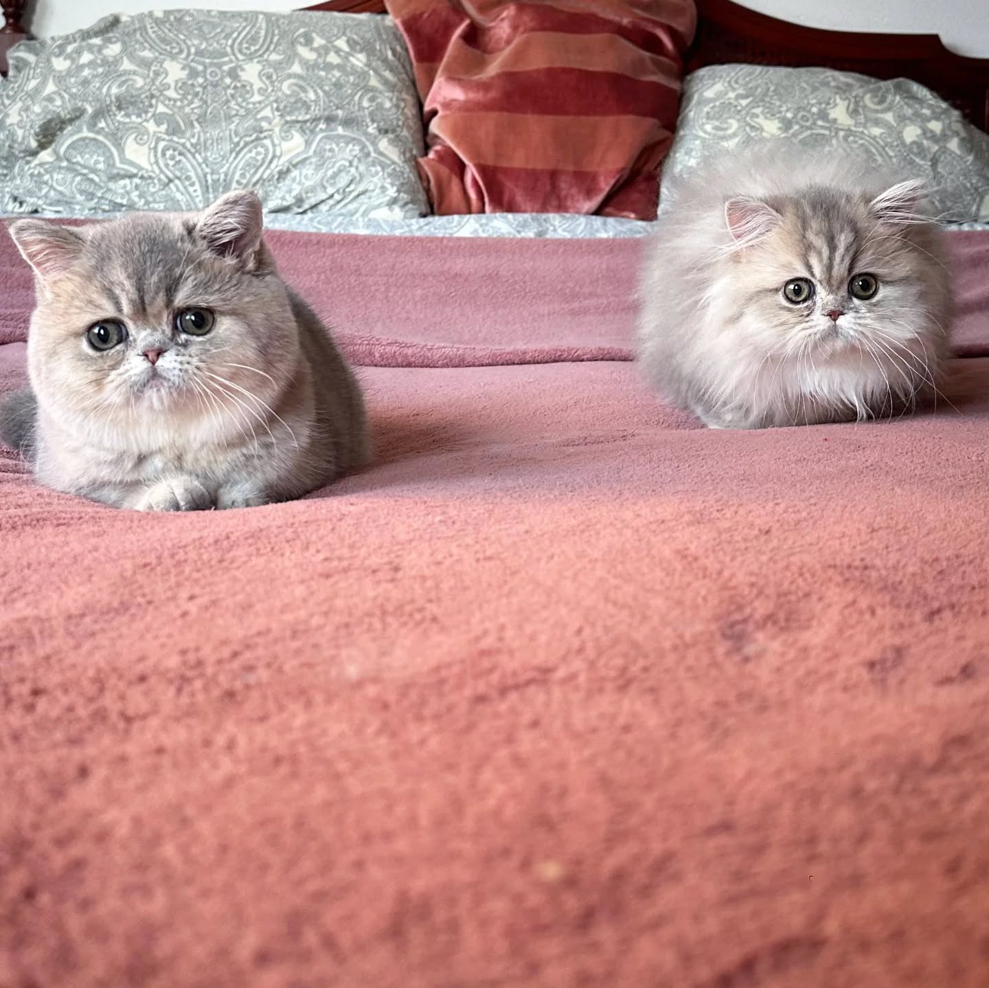 Narf Wally - blue golden exotic male
Narf Rufa - blue golden persian female
Www.narfcattery.com
Www.facebook.com/narfcattery
#cats catsofinstagram #gatopersa gatoexotico silvershaded narfcattery exotic exotico breeder catstagram chinchillacat valencia #goldenshaded greeneyes catoftheday gato