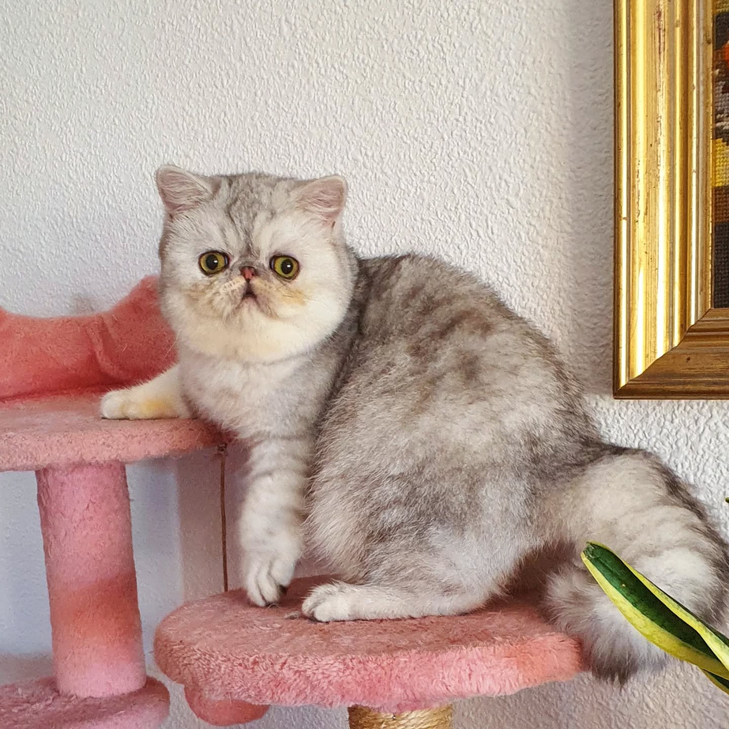 Narf Lino - silver exotic male
Www.narfcattery.com
Www.facebook.com/narfcattery
#cats #catsofinstagram #gatopersa gatoexotico silvershaded narfcattery exotic exotico breeder catstagram chinchillacat valencia goldenshaded greeneyes catoftheday gato