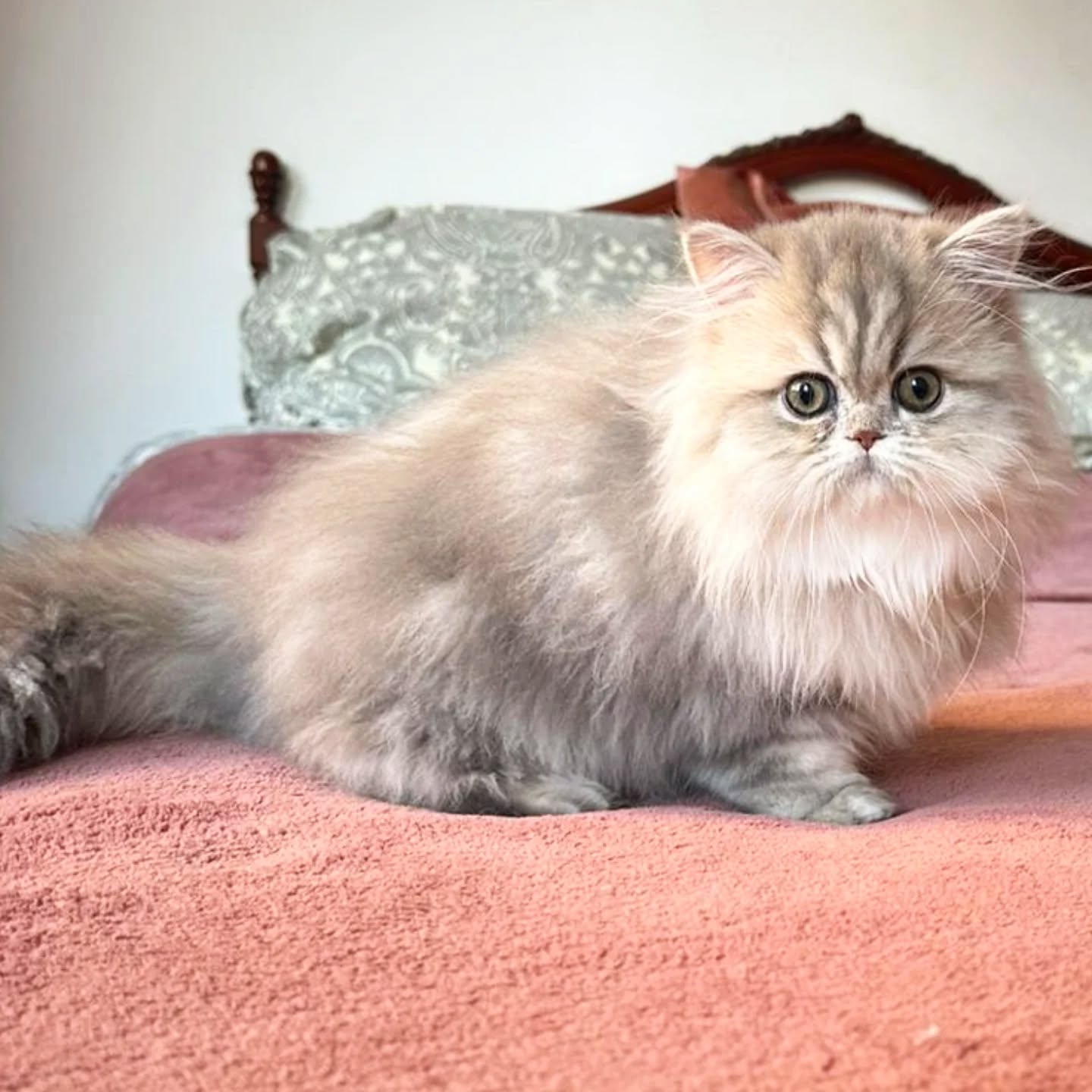 Narf Rufa - blue golden shaded persian female
Www.narfcattery.com
Www.facebook.com/narfcattery
cats catsofinstagram #gatopersa gatoexotico silvershaded narfcattery exotic exotico breeder catstagram #chinchillacat valencia #bluegoldenshaded greeneyes catoftheday gato