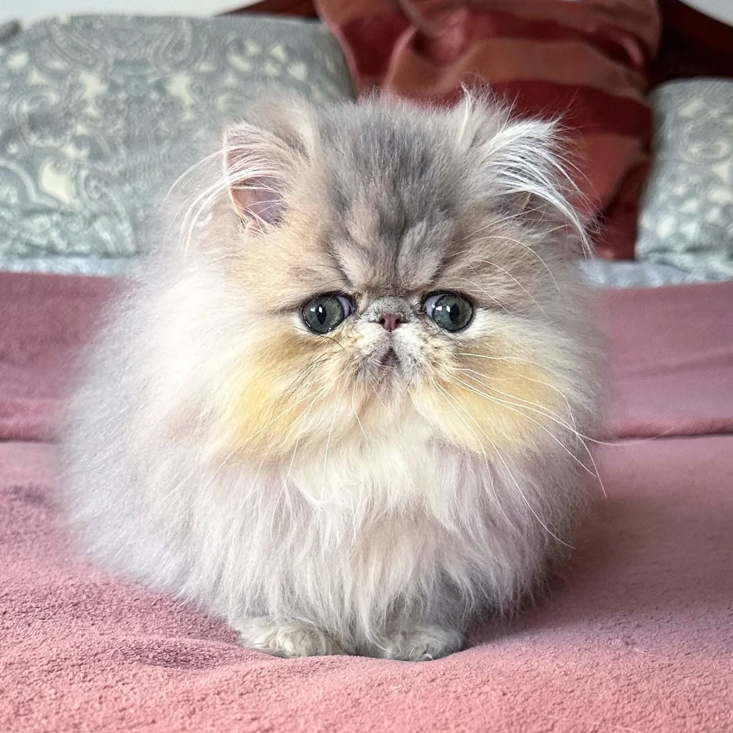 Narf Buddy - blue golden shaded persian male

Www.narfcattery.com
Www.facebook.com/narfcattery

#cats catsofinstagram #gatopersa gatoexotico silvershaded narfcattery exotic exotico breeder catstagram chinchillacat valencia #bluegoldenshaded greeneyes catoftheday gato