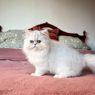 Narf Bunny - blue silver shaded persian male

Www.narfcattery.com
Www.facebook.com/narfcattery

#cats catsofinstagram #gatopersa gatoexotico silvershaded narfcattery exotic exotico breeder catstagram chinchillacat valencia goldenshaded #greeneyes catoftheday gato