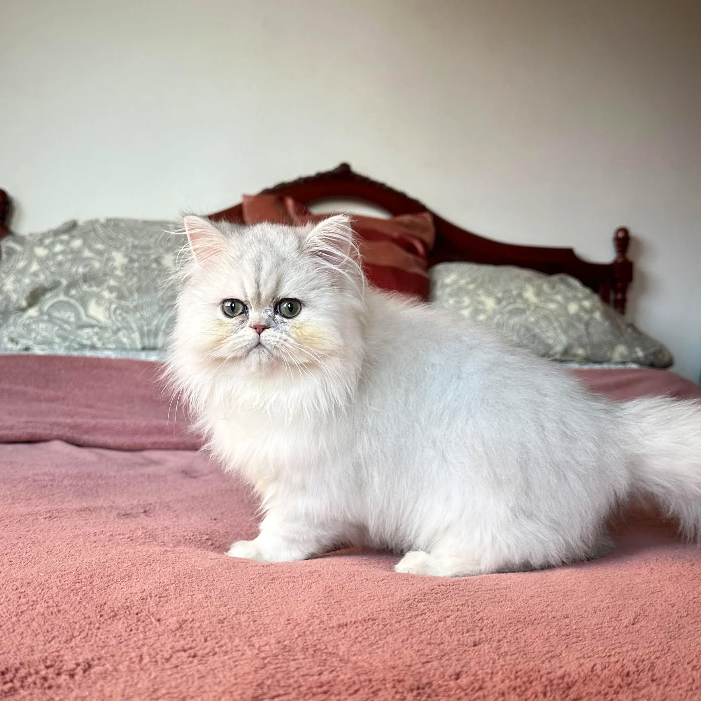 Narf Bunny - blue silver shaded persian male

Www.narfcattery.com
Www.facebook.com/narfcattery

#cats catsofinstagram #gatopersa gatoexotico silvershaded narfcattery exotic exotico breeder catstagram chinchillacat valencia goldenshaded #greeneyes catoftheday gato