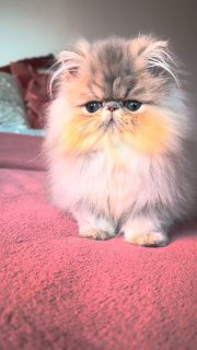 Narf Buddy - blue golden shaded persian male

Www.narfcattery.com
Www.facebook.com/narfcattery

#cats catsofinstagram #gatopersa gatoexotico silvershaded narfcattery exotic exotico breeder catstagram chinchillacat valencia #bluegoldenshaded greeneyes catoftheday gato