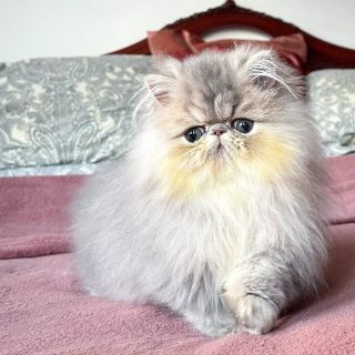 Narf Buddy - blue golden shaded persian male

Www.narfcattery.com
Www.facebook.com/narfcattery

#cats catsofinstagram #gatopersa gatoexotico silvershaded narfcattery exotic exotico breeder catstagram chinchillacat valencia #bluegoldenshaded greeneyes catoftheday gato