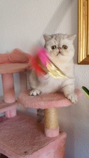 Available/Disponible
Narf Lino - silver exotic male ou of
CFA CH Narf Shiro X Diehl's Mabelle
Www.narfcattery.com
Www.facebook.com/narfcattery
#cats #catsofinstagram #gatopersa gatoexotico silvershaded narfcattery exotic exotico breeder catstagram chinchillacat valencia goldenshaded greeneyes catoftheday gato