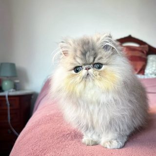 Narf Buddy - blue golden shaded persian male

Www.narfcattery.com
Www.facebook.com/narfcattery

#cats catsofinstagram #gatopersa gatoexotico silvershaded narfcattery exotic exotico breeder catstagram chinchillacat valencia #bluegoldenshaded greeneyes catoftheday gato