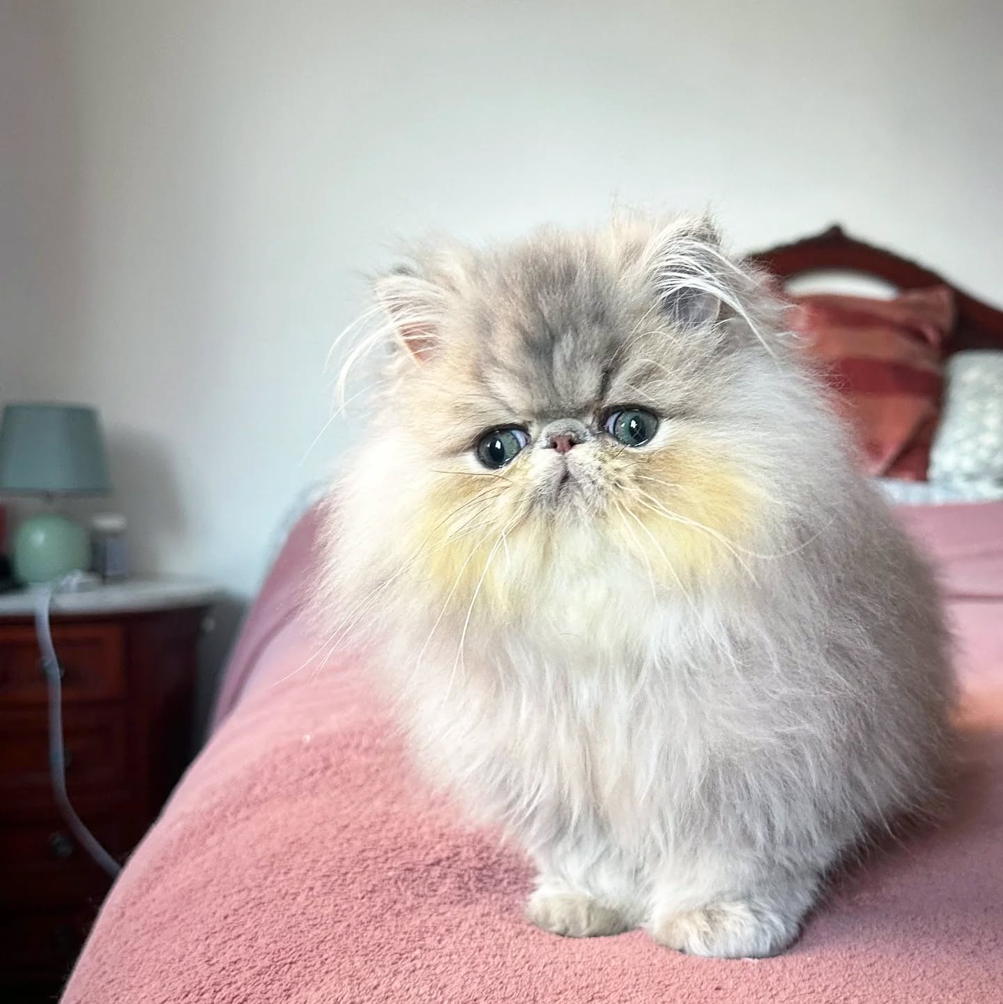 Narf Buddy - blue golden shaded persian male

Www.narfcattery.com
Www.facebook.com/narfcattery

#cats catsofinstagram #gatopersa gatoexotico silvershaded narfcattery exotic exotico breeder catstagram chinchillacat valencia #bluegoldenshaded greeneyes catoftheday gato