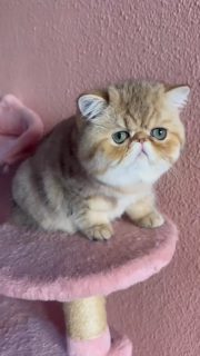 Narf Conan - golden shaded exotic male ou of
CFA CH Narf Shiro X Narf Madeira

Www.narfcattery.com
Www.facebook.com/narfcattery

#cats #catsofinstagram gatopersa #gatoexotico silvershaded narfcattery exotic exotico breeder catstagram chinchillacat valencia goldenshaded greeneyes catoftheday gato