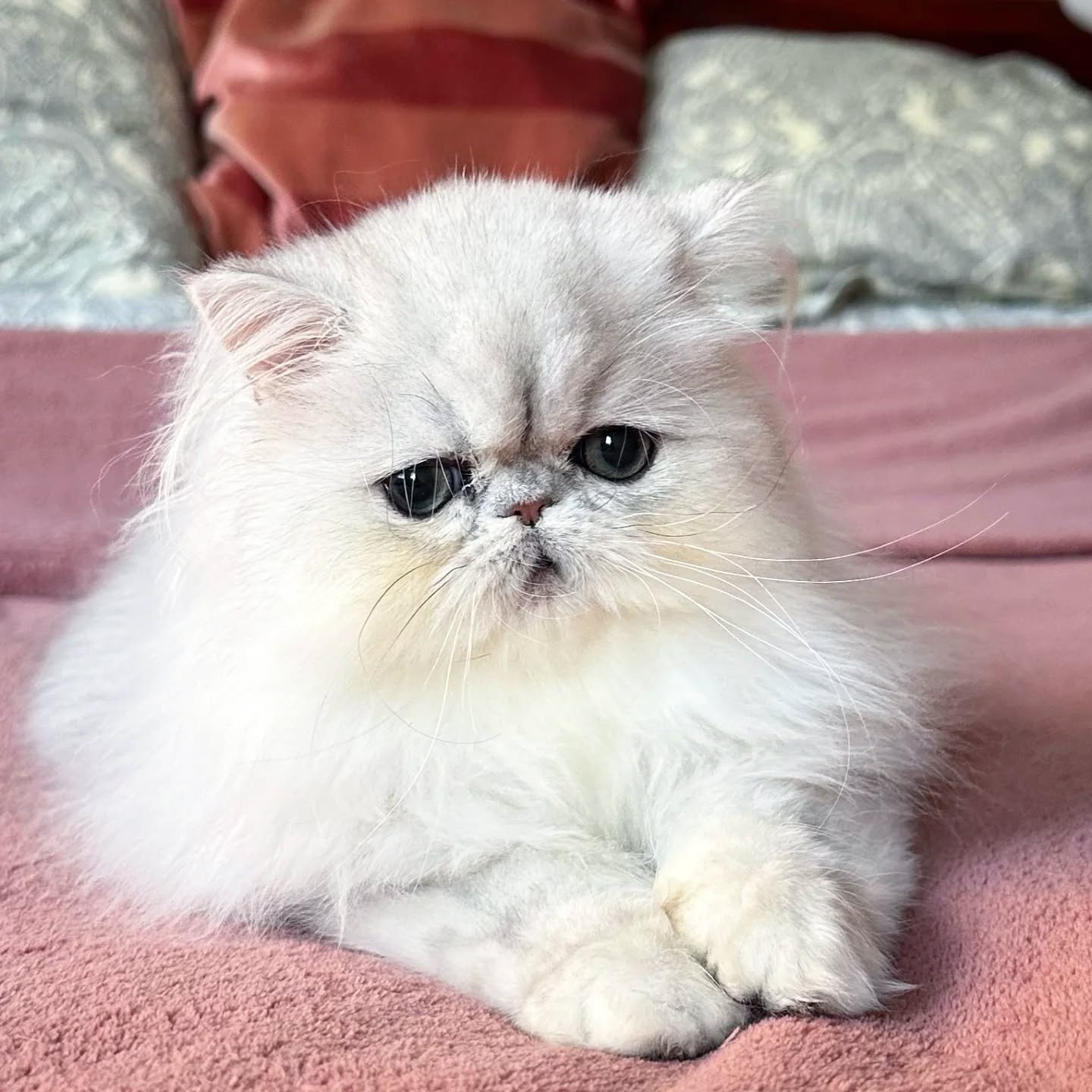 Narf Silvia - silver shaded persian female
Www.narfcattery.com
Www.facebook.com/narfcattery
cats catsofinstagram #gatopersa gatoexotico #silvershaded narfcattery exotic exotico breeder catstagram #chinchillacat valencia bluegoldenshaded greeneyes catoftheday gato