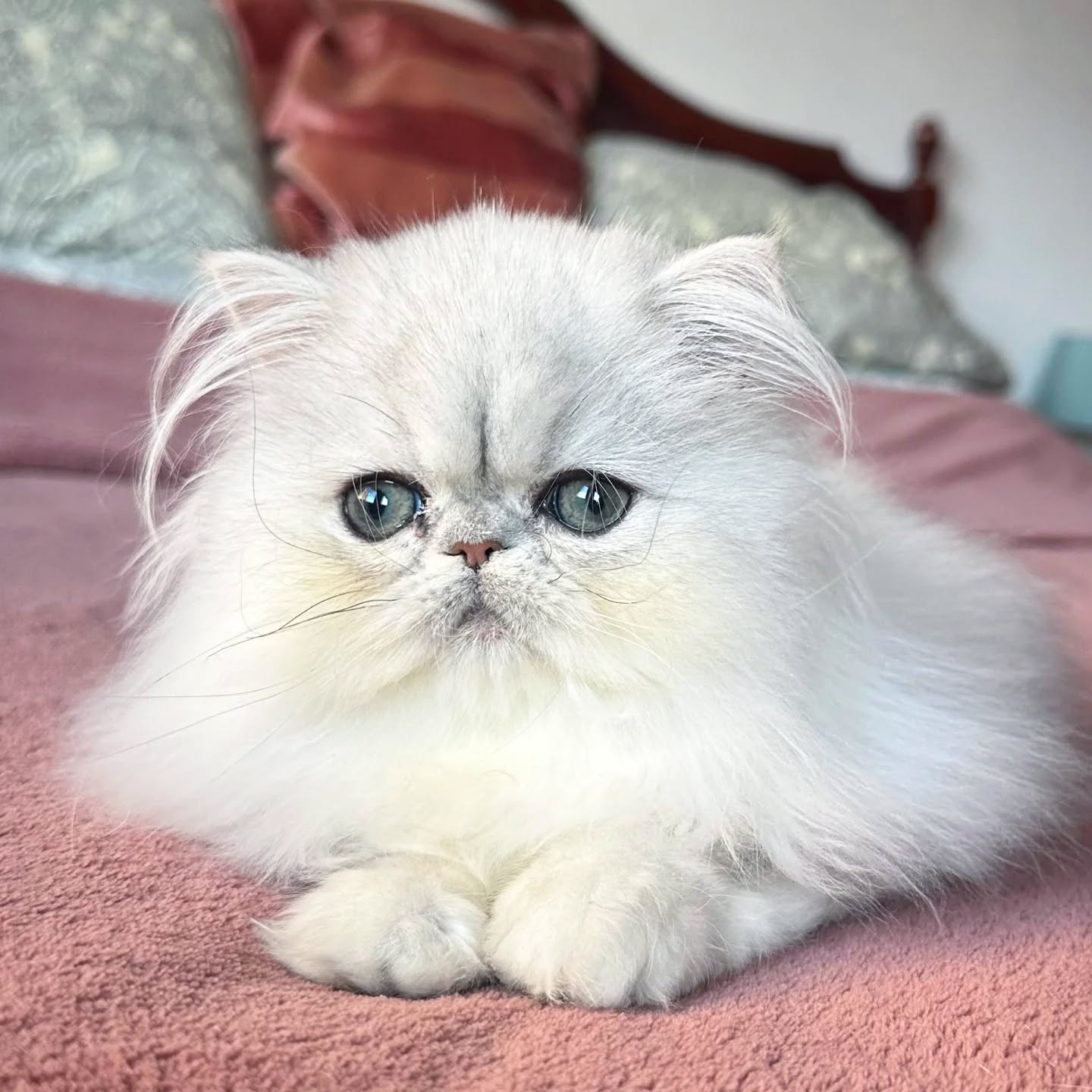 Narf Silvia - silver shaded persian female

Www.narfcattery.com
Www.facebook.com/narfcattery

cats catsofinstagram #gatopersa gatoexotico #silvershaded narfcattery exotic exotico breeder catstagram #chinchillacat valencia bluegoldenshaded greeneyes catoftheday gato