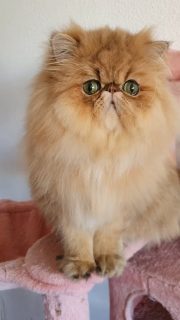 CFA CH Narf Chummy - golden shaded male
Www.narfcattery.com
Www.facebook.com/narfcattery
#cats catsofinstagram #gatopersa gatoexotico silvershaded narfcattery exotic exotico breeder catstagram chinchillacat valencia #goldenshaded greeneyes catoftheday gato