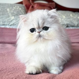 Narf Silvia - silver shaded persian female

Www.narfcattery.com
Www.facebook.com/narfcattery

cats catsofinstagram #gatopersa gatoexotico #silvershaded narfcattery exotic exotico breeder catstagram #chinchillacat valencia bluegoldenshaded greeneyes catoftheday gato