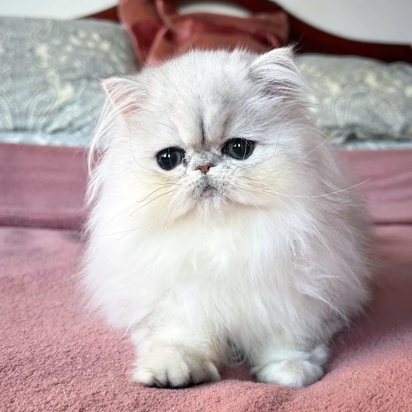 Narf Silvia - silver shaded persian female

Www.narfcattery.com
Www.facebook.com/narfcattery

cats catsofinstagram #gatopersa gatoexotico #silvershaded narfcattery exotic exotico breeder catstagram #chinchillacat valencia bluegoldenshaded greeneyes catoftheday gato