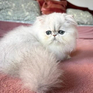 Narf Silvia - silver shaded persian female

Www.narfcattery.com
Www.facebook.com/narfcattery

cats catsofinstagram #gatopersa gatoexotico #silvershaded narfcattery exotic exotico breeder catstagram #chinchillacat valencia bluegoldenshaded greeneyes catoftheday gato