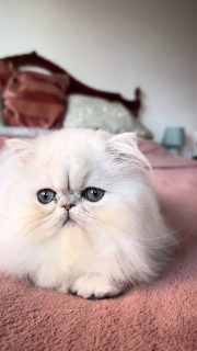 Narf Silvia - silver shaded persian female
Www.narfcattery.com
Www.facebook.com/narfcattery
cats catsofinstagram #gatopersa gatoexotico #silvershaded narfcattery exotic exotico breeder catstagram #chinchillacat valencia bluegoldenshaded greeneyes catoftheday gato