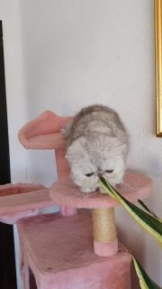 Available/Disponible
Narf Lino - silver exotic male ou of
CFA CH Narf Shiro X Diehl's Mabelle
#cats #gatoexotico #silvershaded