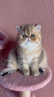 Narf Conan - golden shaded exotic male ou of
CFA CH Narf Shiro X Narf Madeira

Www.narfcattery.com
Www.facebook.com/narfcattery

#cats #catsofinstagram gatopersa #gatoexotico silvershaded narfcattery exotic exotico breeder catstagram chinchillacat valencia goldenshaded greeneyes catoftheday gato