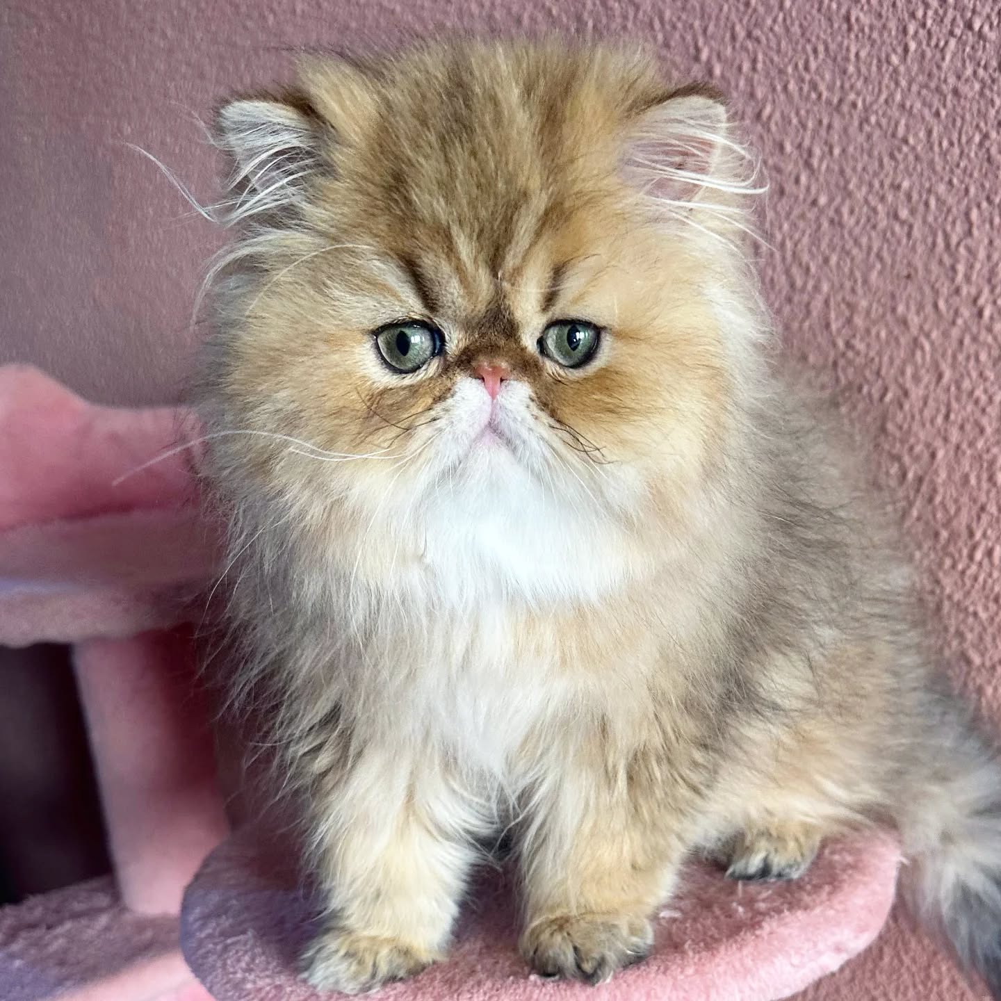 Narf Adolfo - golden shaded male ou of
CFA CH Narf Shiro X Narf Fiona

Www.narfcattery.com
Www.facebook.com/narfcattery

#cats catsofinstagram #gatopersa gatoexotico silvershaded narfcattery exotic exotico breeder catstagram chinchillacat valencia #goldenshaded greeneyes catoftheday gato