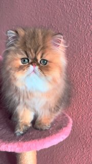 Narf Adolfo - golden shaded male ou of
CFA CH Narf Shiro X Narf Fiona

Www.narfcattery.com
Www.facebook.com/narfcattery

#cats catsofinstagram #gatopersa gatoexotico silvershaded narfcattery exotic exotico breeder catstagram chinchillacat valencia #goldenshaded greeneyes catoftheday gato