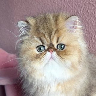 Narf Adolfo - golden shaded male ou of
CFA CH Narf Shiro X Narf Fiona

Www.narfcattery.com
Www.facebook.com/narfcattery

#cats catsofinstagram #gatopersa gatoexotico silvershaded narfcattery exotic exotico breeder catstagram chinchillacat valencia #goldenshaded greeneyes catoftheday gato