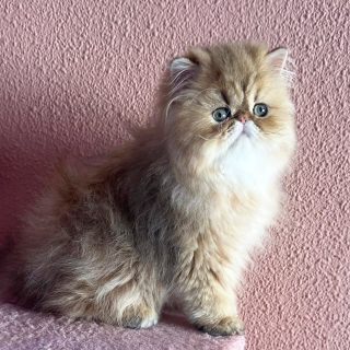 Narf Adolfo - golden shaded male ou of
CFA CH Narf Shiro X Narf Fiona

Www.narfcattery.com
Www.facebook.com/narfcattery

#cats catsofinstagram #gatopersa gatoexotico silvershaded narfcattery exotic exotico breeder catstagram chinchillacat valencia #goldenshaded greeneyes catoftheday gato