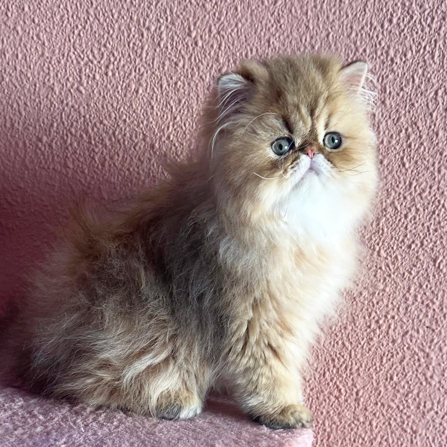 Narf Adolfo - golden shaded male ou of
CFA CH Narf Shiro X Narf Fiona

Www.narfcattery.com
Www.facebook.com/narfcattery

#cats catsofinstagram #gatopersa gatoexotico silvershaded narfcattery exotic exotico breeder catstagram chinchillacat valencia #goldenshaded greeneyes catoftheday gato