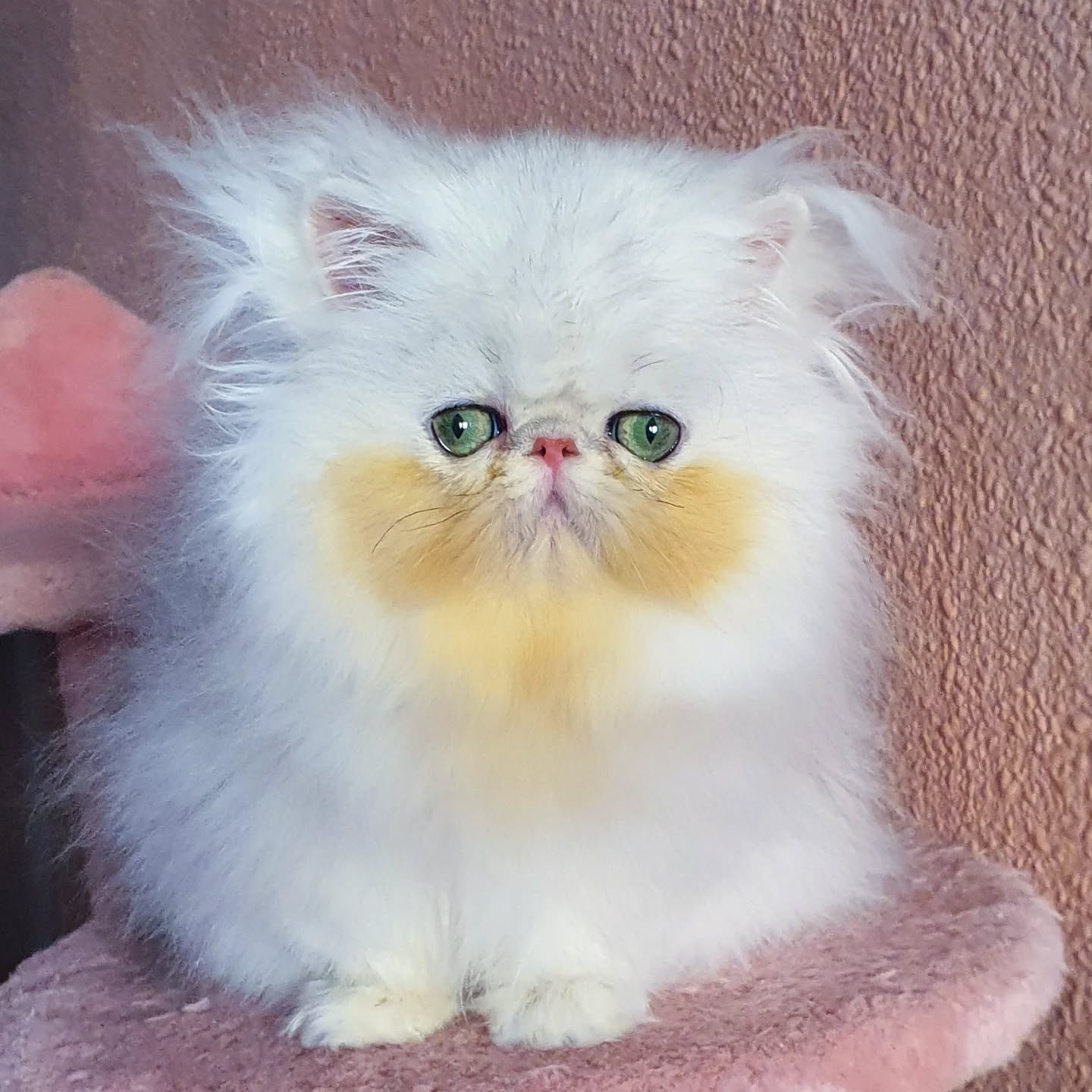 Narf Pelussa - silver shaded female out of
CFA CH Narf Shiro X Narf Fiona

Www.narfcattery.com
Www.facebook.com/narfcattery

#cats catsofinstagram #gatopersa gatoexotico silvershaded narfcattery exotic exotico breeder catstagram #chinchillacat valencia goldenshaded greeneyes catoftheday gato