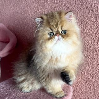 Narf Adolfo - golden shaded male ou of
CFA CH Narf Shiro X Narf Fiona

Www.narfcattery.com
Www.facebook.com/narfcattery

#cats catsofinstagram #gatopersa gatoexotico silvershaded narfcattery exotic exotico breeder catstagram chinchillacat valencia #goldenshaded greeneyes catoftheday gato