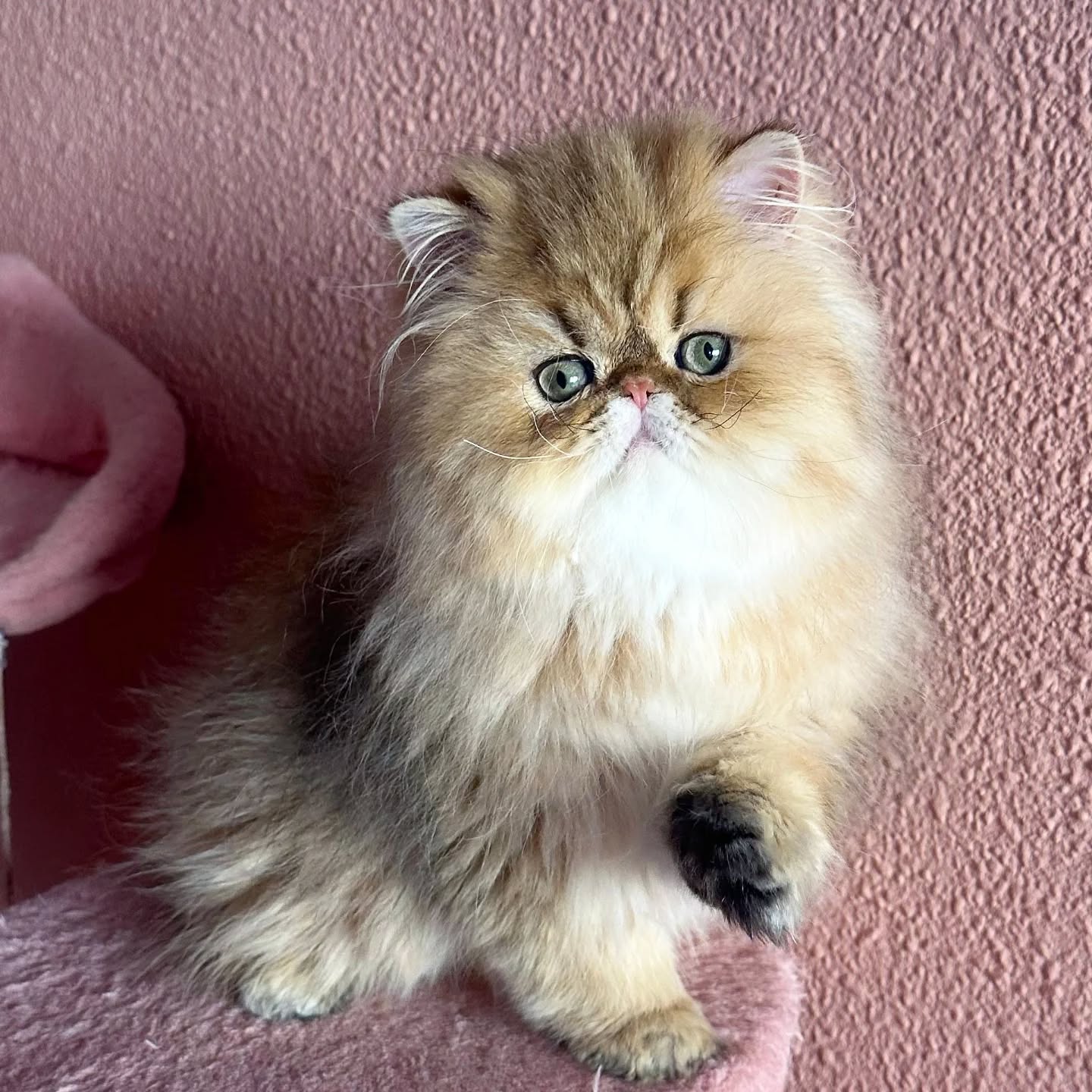 Narf Adolfo - golden shaded male ou of
CFA CH Narf Shiro X Narf Fiona

Www.narfcattery.com
Www.facebook.com/narfcattery

#cats catsofinstagram #gatopersa gatoexotico silvershaded narfcattery exotic exotico breeder catstagram chinchillacat valencia #goldenshaded greeneyes catoftheday gato