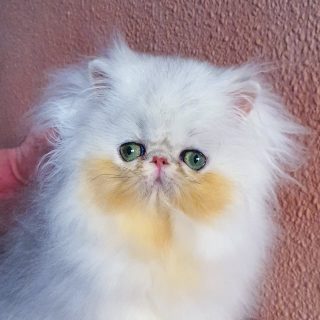 Narf Pelussa - silver shaded female out of
CFA CH Narf Shiro X Narf Fiona

Www.narfcattery.com
Www.facebook.com/narfcattery

#cats catsofinstagram #gatopersa gatoexotico silvershaded narfcattery exotic exotico breeder catstagram #chinchillacat valencia goldenshaded greeneyes catoftheday gato